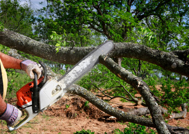 Best Tree Health Inspection  in Indian Trail, NC